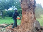 podiranje suhega nevarnega debla velike atlaške cedre (4)
